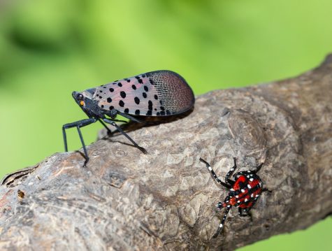 The Invasion of Spotted Lanternflies in South Jersey