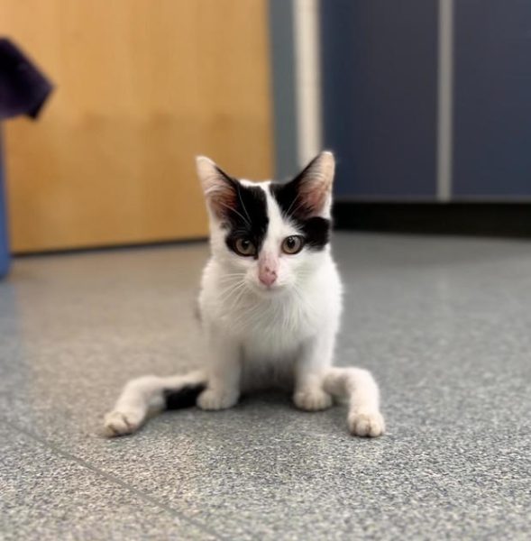 Born with crooked legs, Gumby is a kitten looking for a good home
